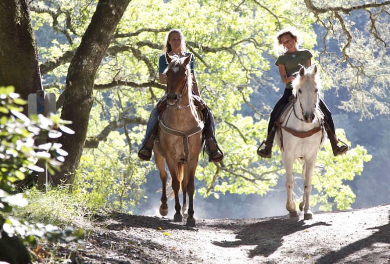 Geführte Ausritte mit erfahrenen Reitlehrern in Flachau © Shutterstock